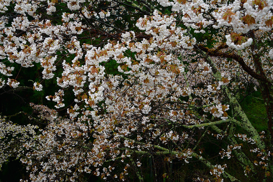 f:id:banriman:20150409182028j:image