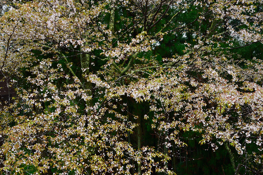 f:id:banriman:20150409182029j:image