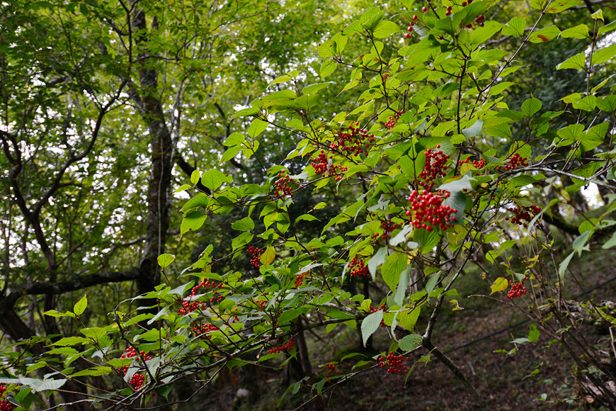 f:id:banriman:20150923185303j:image