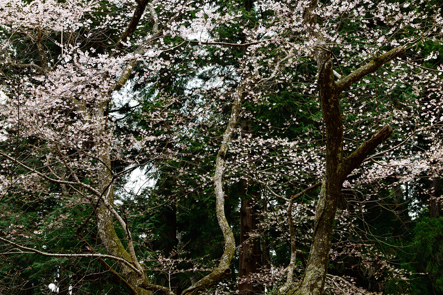 f:id:banriman:20160403221914j:image