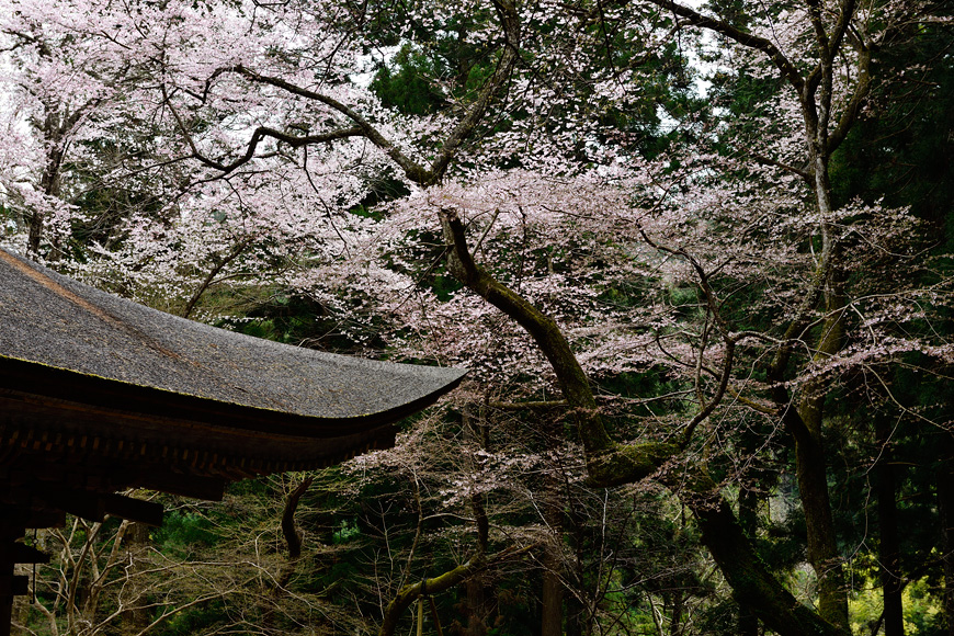 f:id:banriman:20160403221915j:image