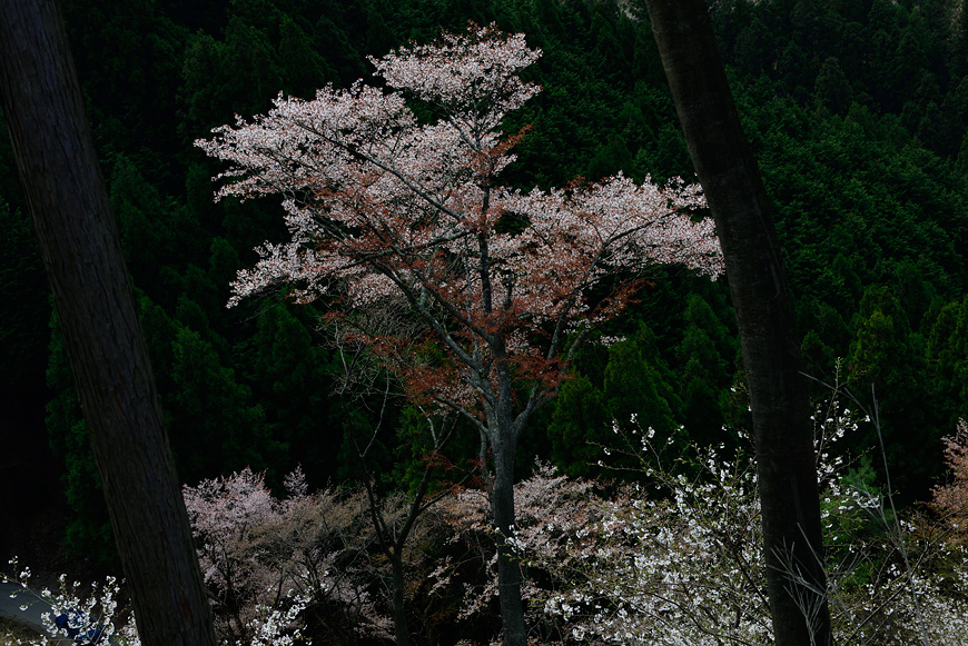 f:id:banriman:20160413193440j:image
