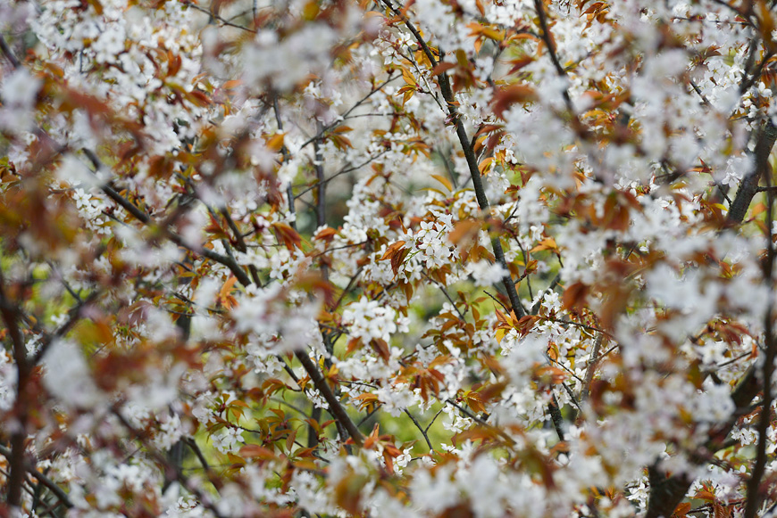 f:id:banriman:20160413193446j:image