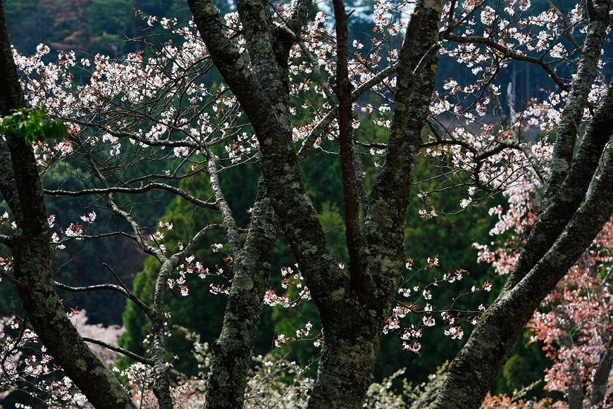 f:id:banriman:20160413193451j:image