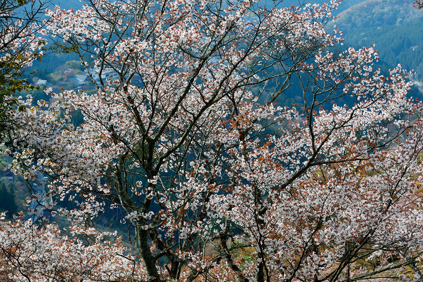 f:id:banriman:20160413193453j:image
