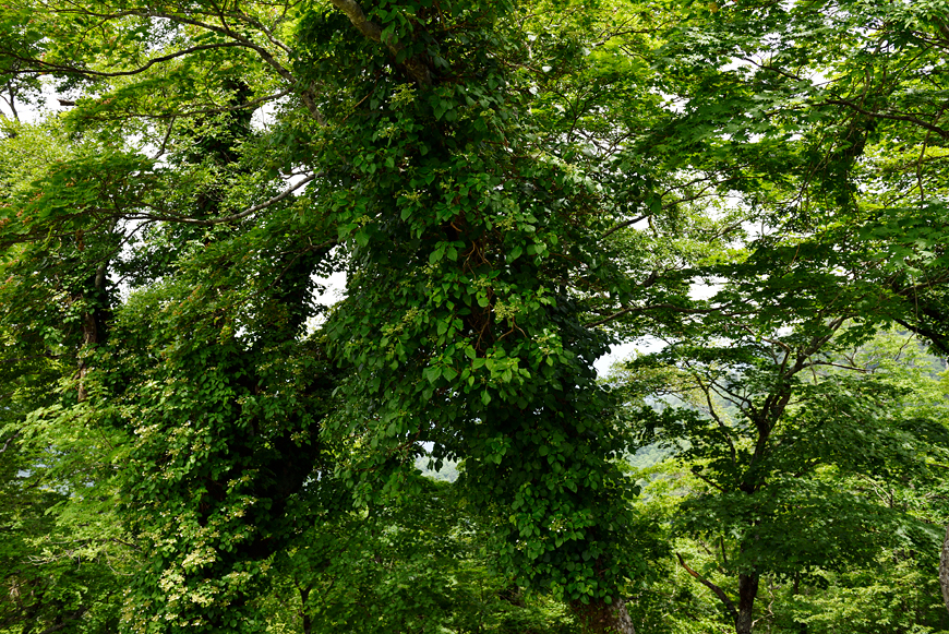 f:id:banriman:20170626115848j:image