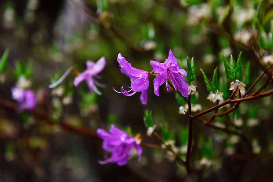 f:id:banriman:20180504145348j:image