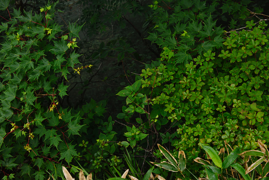 f:id:banriman:20180720104102j:image