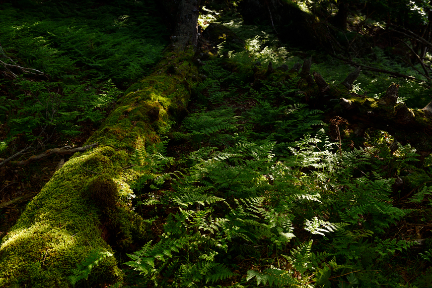 f:id:banriman:20180721120234j:image