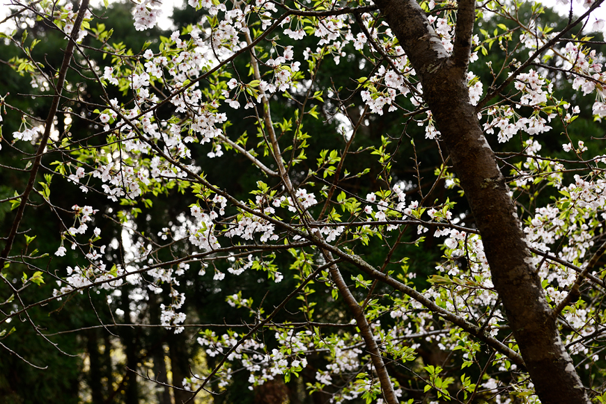 f:id:banriman:20190508190940j:image