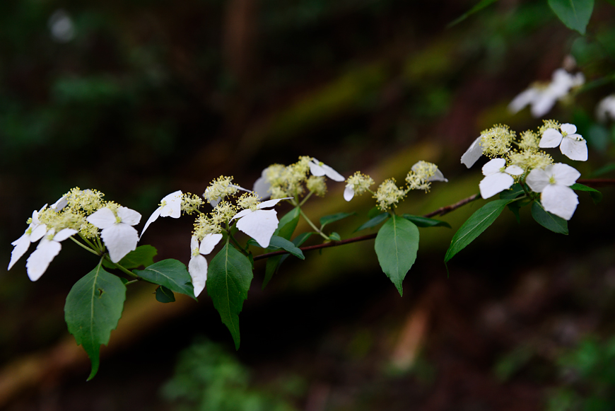 f:id:banriman:20190527175600j:image