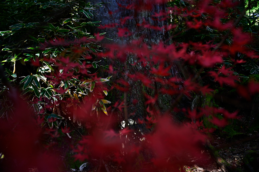 f:id:banriman:20191114113257j:plain
