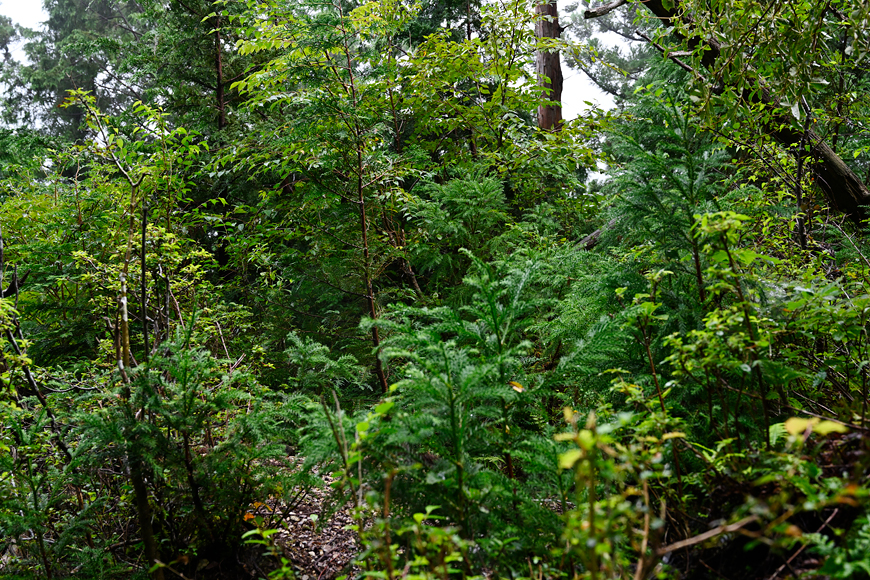 f:id:banriman:20200914115326j:plain