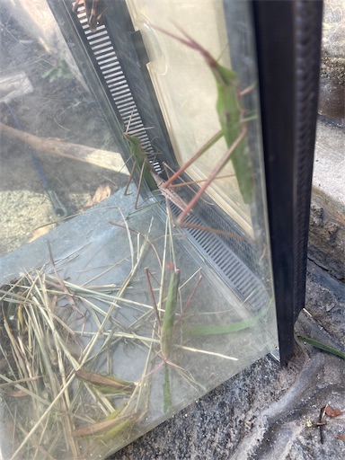 f:id:bantakusakabe:20210910082419j:image