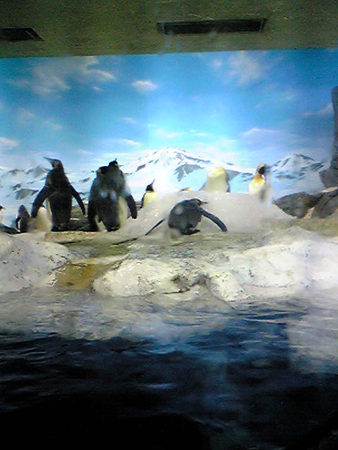 ペンギンはどこでもぼえーっとしてる