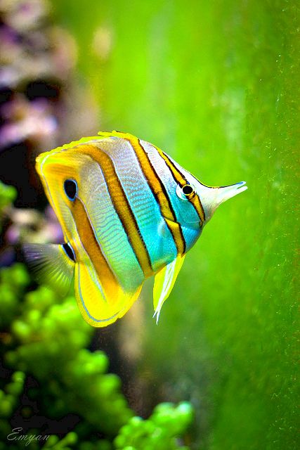 f:id:bantan19:20161102063847j:plain