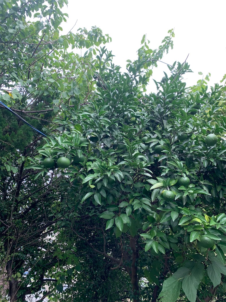 f:id:bantounoheya:20200920122914j:plain