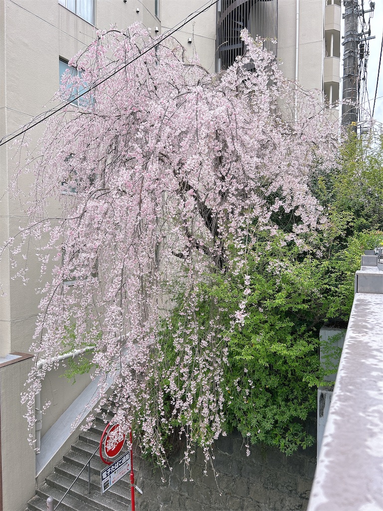 f:id:bantounoheya:20250407143436j:image