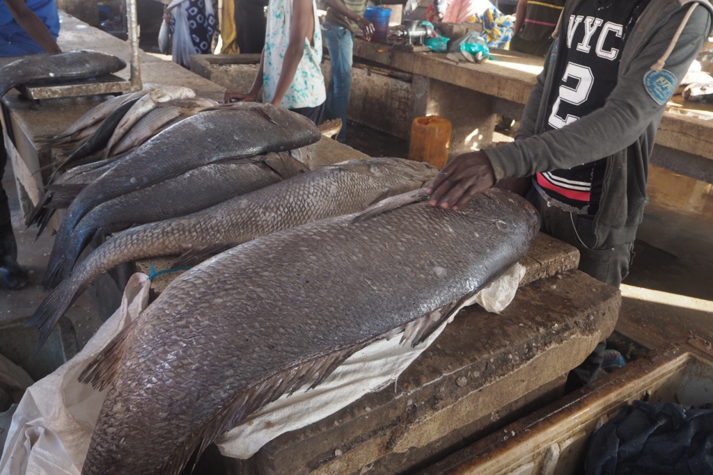 f:id:baobab-no-ki:20161208223836j:plain