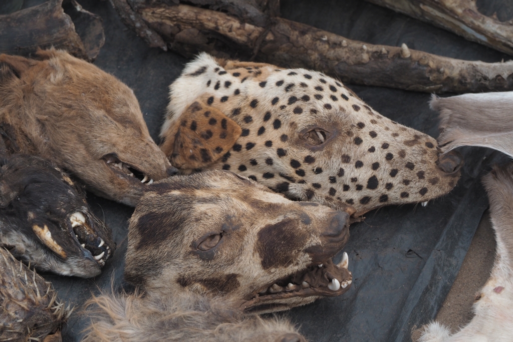 f:id:baobab-no-ki:20170207041001j:plain