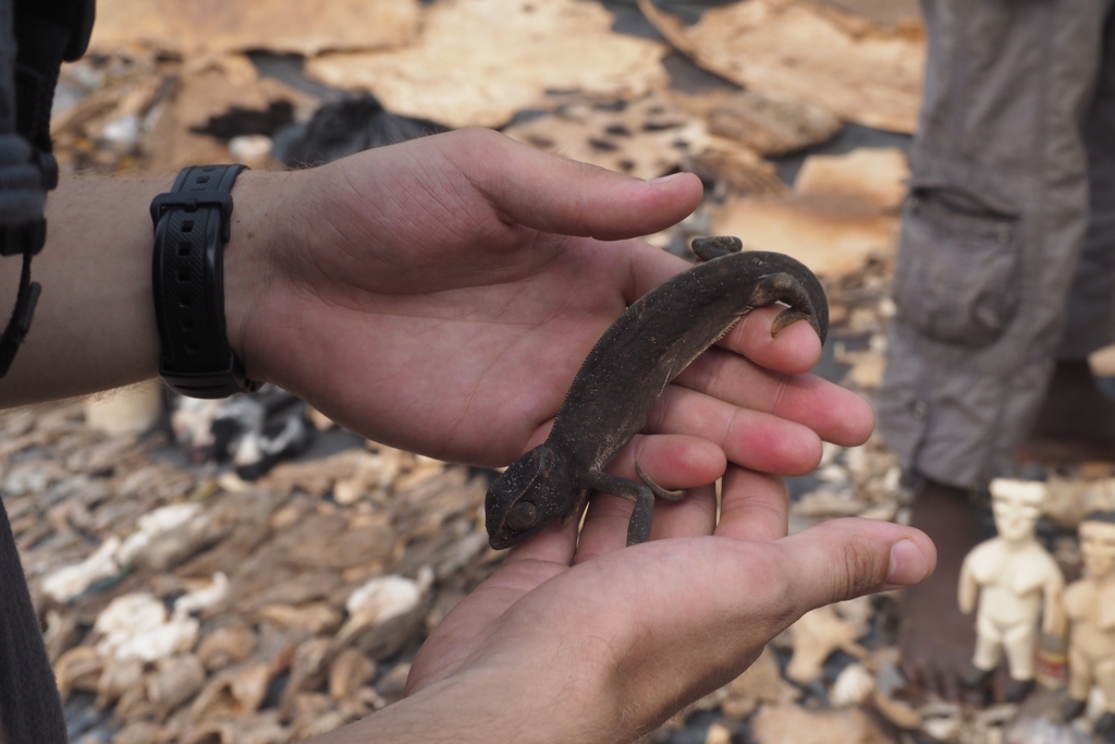 f:id:baobab-no-ki:20170207041149j:plain