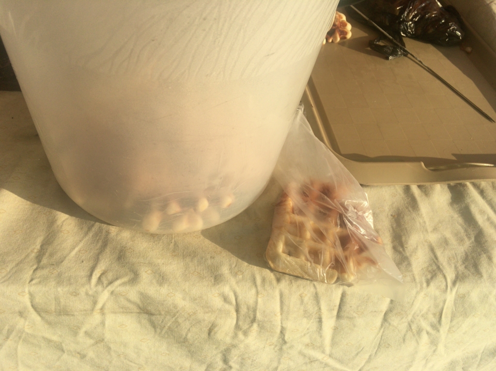 f:id:baobab-no-ki:20170317231050j:plain