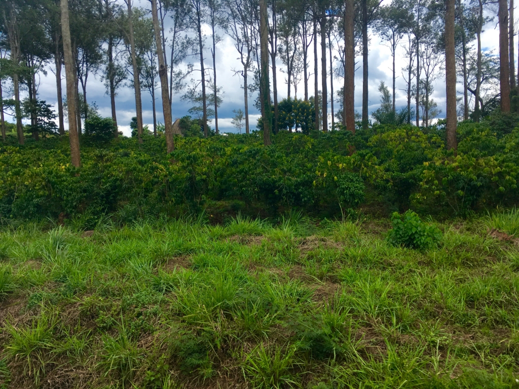 f:id:baobab-no-ki:20170405010721j:plain