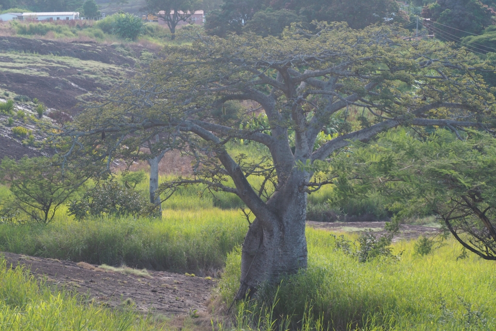 f:id:baobab-no-ki:20170405021332j:plain