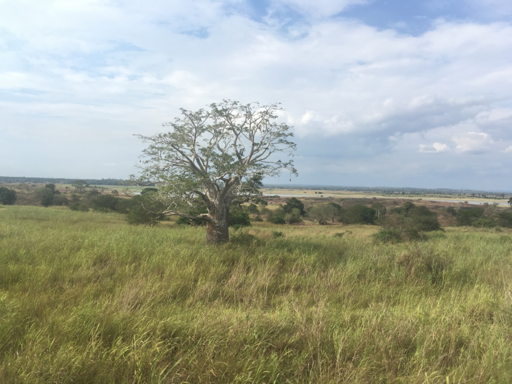 f:id:baobab-no-ki:20170405021709j:plain