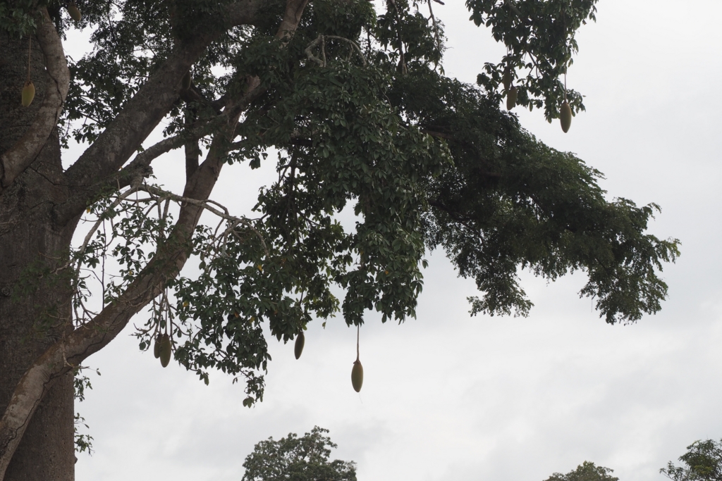 f:id:baobab-no-ki:20170405022243j:plain