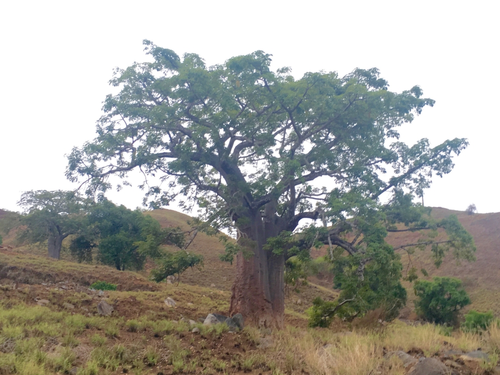 f:id:baobab-no-ki:20170405022428j:plain