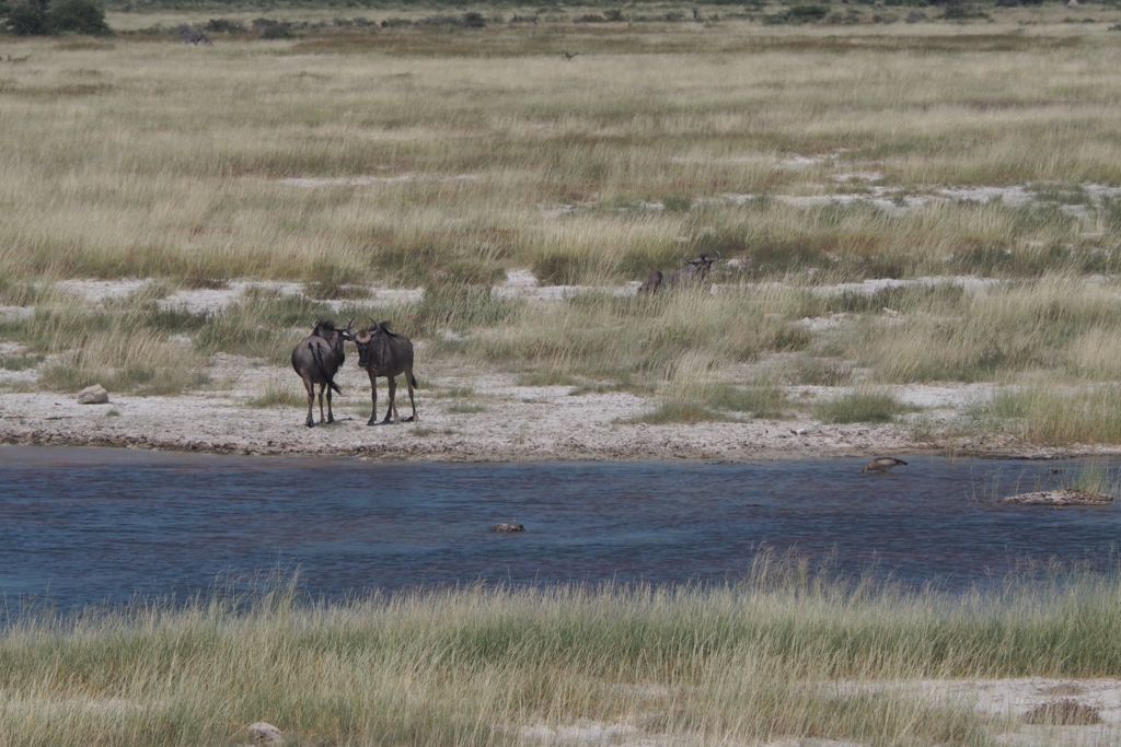 f:id:baobab-no-ki:20170405031246j:plain