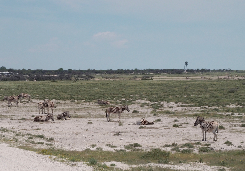 f:id:baobab-no-ki:20170405031546j:plain