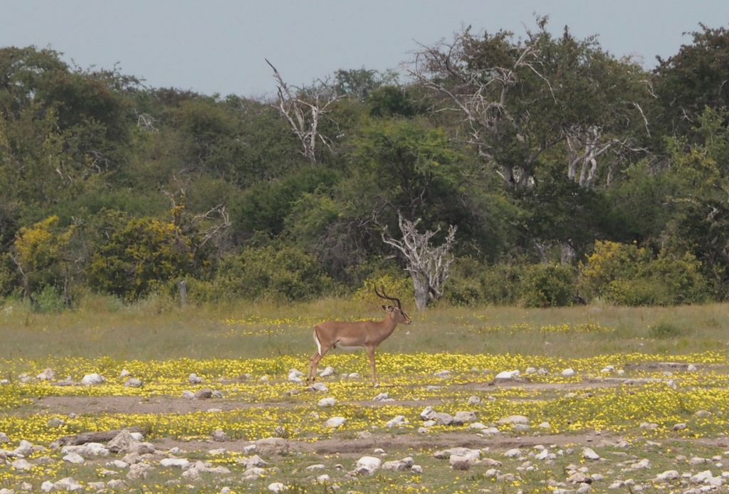 f:id:baobab-no-ki:20170405031734j:plain