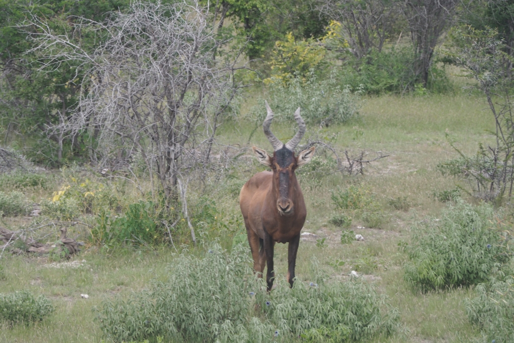 f:id:baobab-no-ki:20170405032442j:plain
