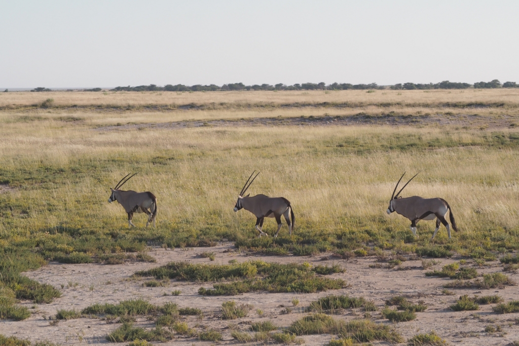 f:id:baobab-no-ki:20170405032453j:plain