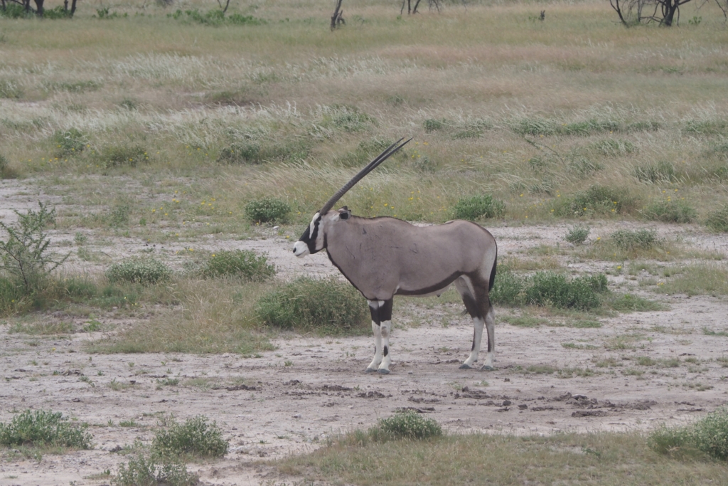 f:id:baobab-no-ki:20170405033202j:plain