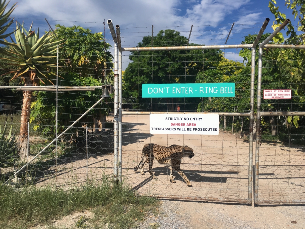 f:id:baobab-no-ki:20170405033408j:plain