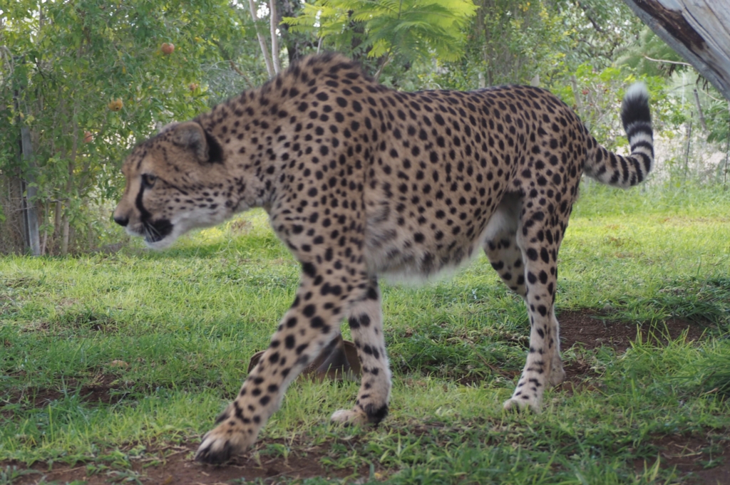 f:id:baobab-no-ki:20170405033720j:plain