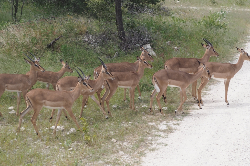 f:id:baobab-no-ki:20170405033750j:plain