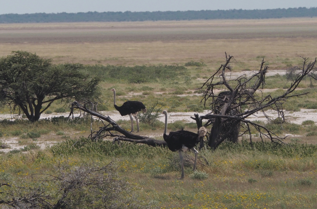 f:id:baobab-no-ki:20170405035014j:plain