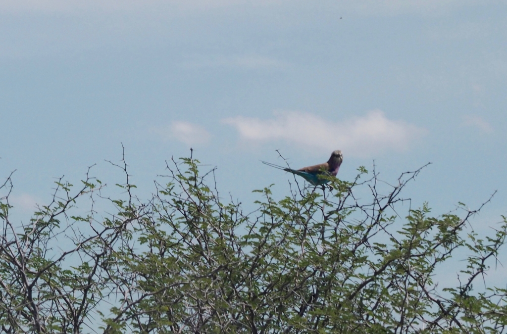 f:id:baobab-no-ki:20170405035408j:plain