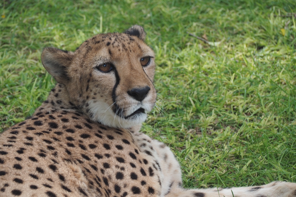 f:id:baobab-no-ki:20170405035946j:plain