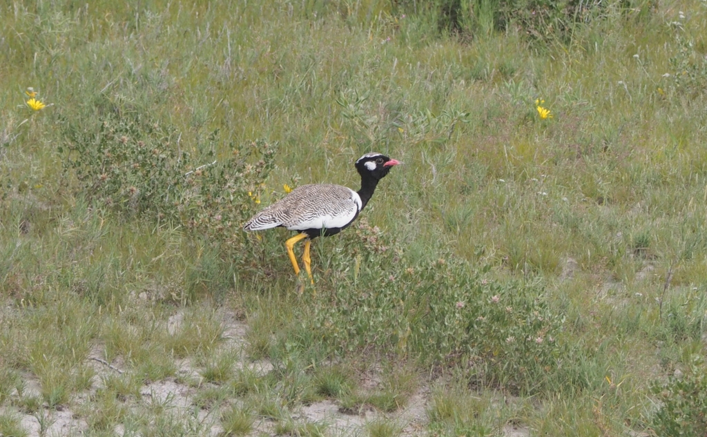 f:id:baobab-no-ki:20170405040229j:plain