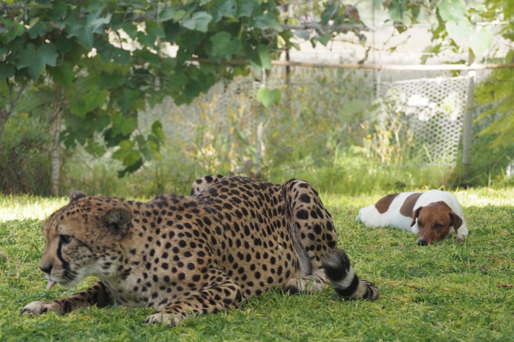 f:id:baobab-no-ki:20170405040945j:plain