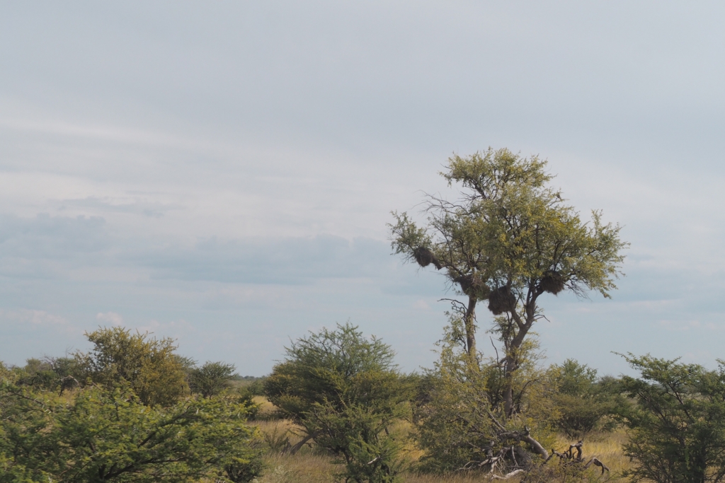 f:id:baobab-no-ki:20170405041055j:plain