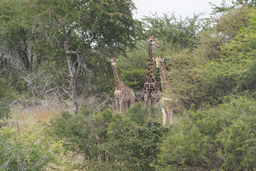 f:id:baobab-no-ki:20170405182414j:plain