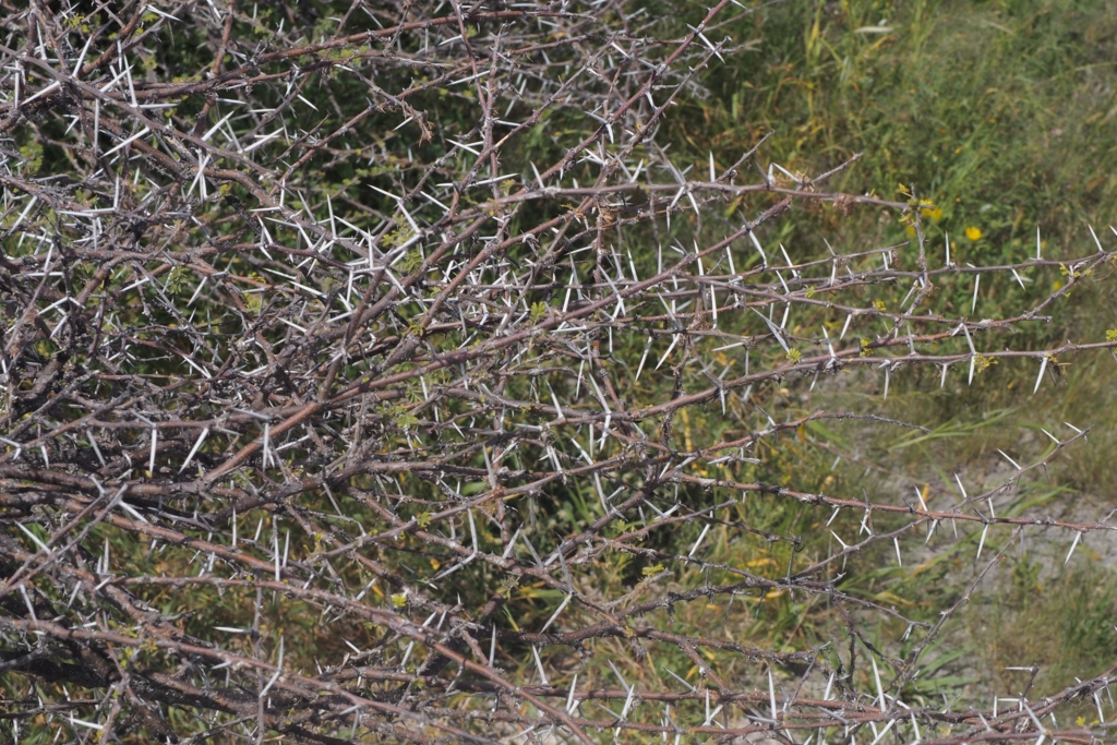 f:id:baobab-no-ki:20170405182924j:plain