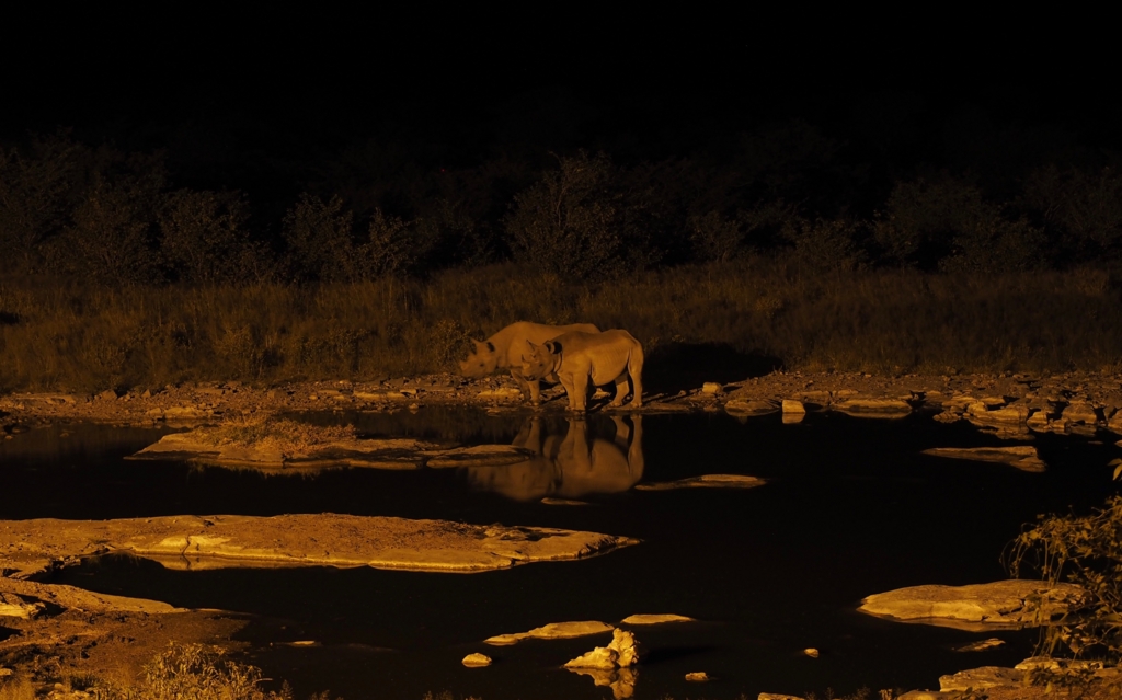 f:id:baobab-no-ki:20170405183251j:plain