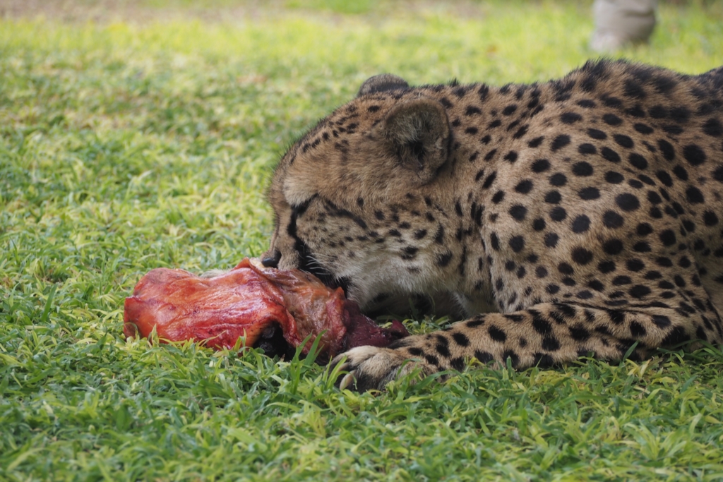 f:id:baobab-no-ki:20170405183533j:plain